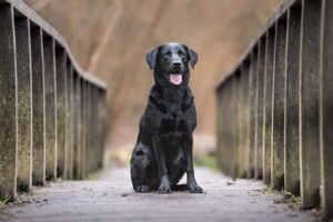 Eukanuba bietet auch Hundefutter für spezielle Rassen wie den Labrador